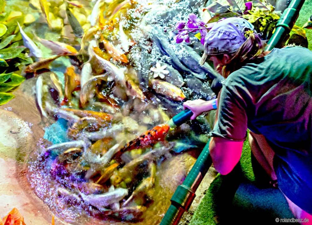 Feeding Fishes