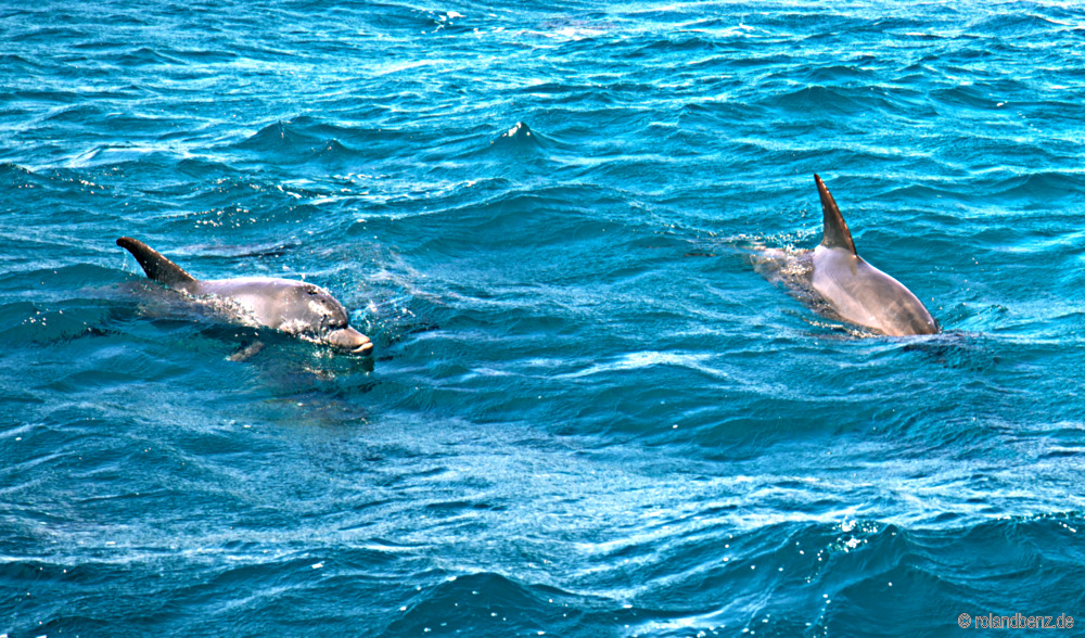 Dolphins