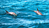 Dolphins