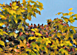 Starlings gathering