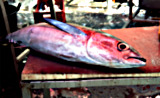 Fish Market