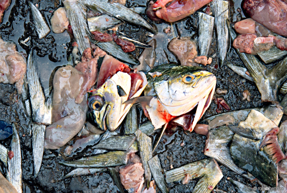 Fish Market