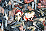 Fish Market