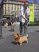 Large Picture (60kB)